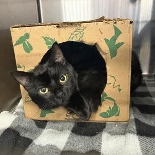 An adult medium-sized male Black Domestic Short Hair cat named Baushee for adoption in Ashtabula, OH