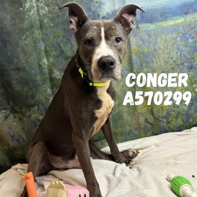 Conger