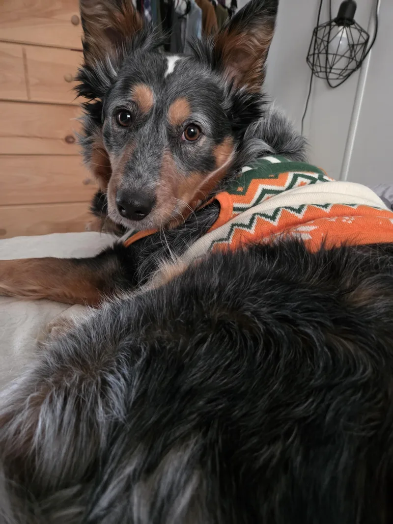 An adult medium-sized male Tricolor (Brown, Black, & White) Mixed Breed dog named Lupin for adoption in Dickinson, ND