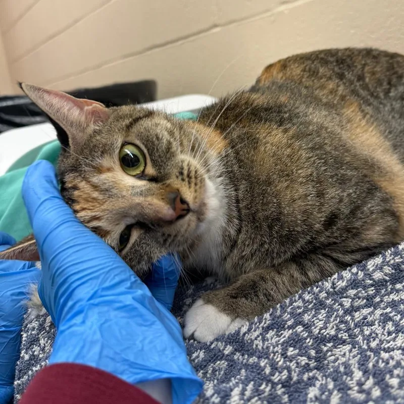 An adult medium-sized female Brown / Chocolate Domestic Short Hair cat named Ziggy for adoption in Springfield, MA