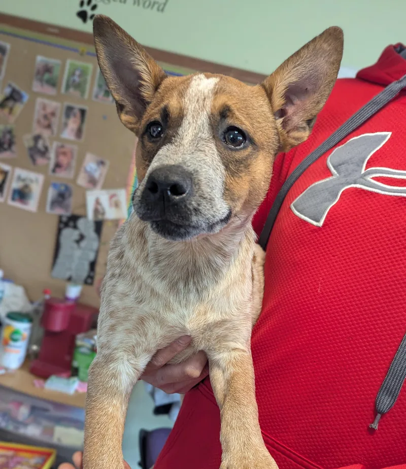 A young medium-sized female Merle (Red) Australian Cattle Dog / Blue Heeler dog named Sara for adoption in New Windsor, NY
