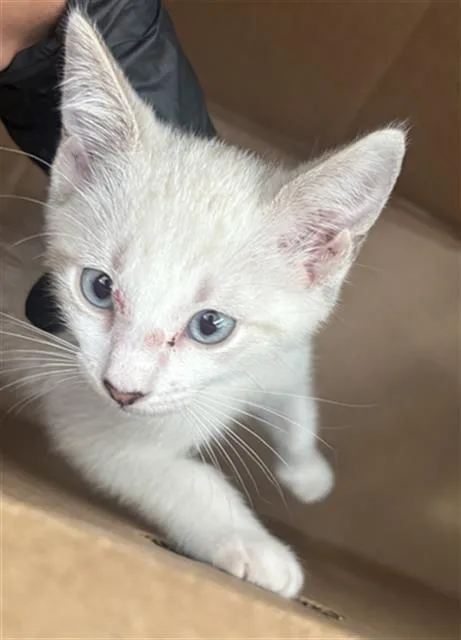 A baby medium-sized male Domestic Short Hair cat named Nita for adoption in Dallas, TX