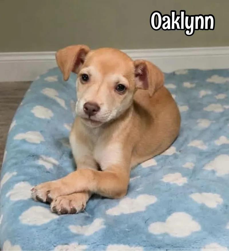 Oaklynn thumbnail 4