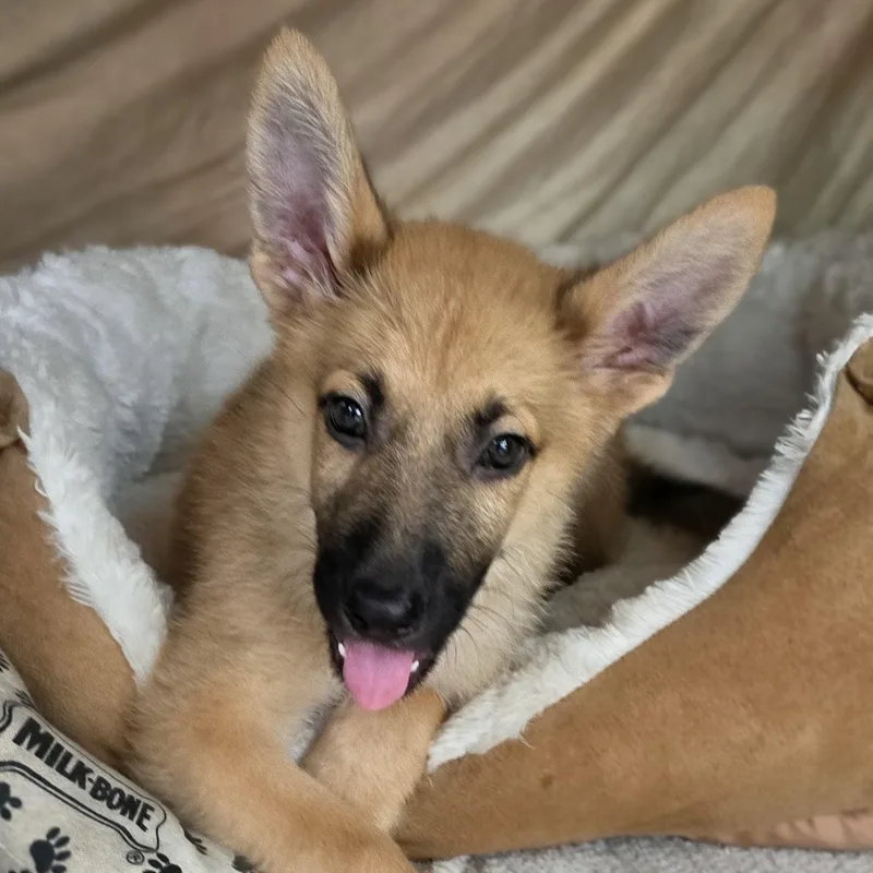 A baby medium-sized male Bicolor German Shepherd Dog dog named Nevada for adoption in Cleveland, TX