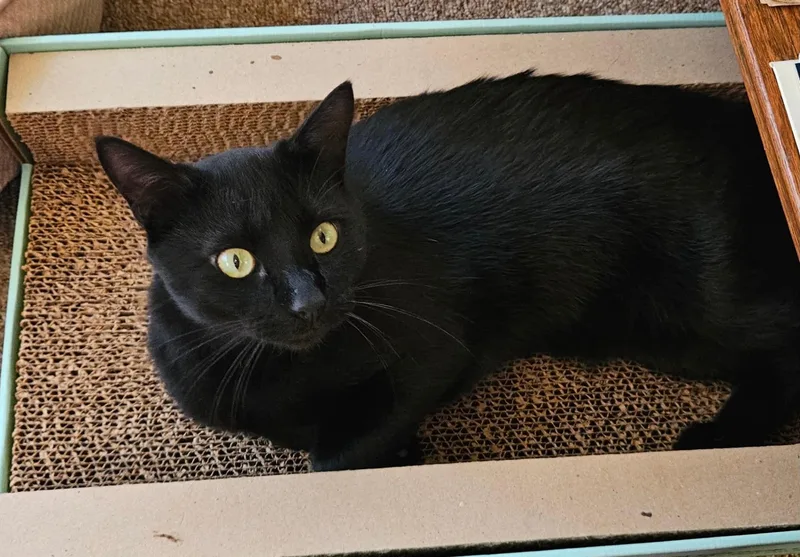 A young large-sized male Domestic Short Hair cat named BooBoo for adoption in Hull, MA