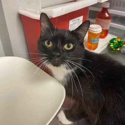 An adult medium-sized female Black & White / Tuxedo Domestic Short Hair cat named Miss Vanjie for adoption in Lansing, MI