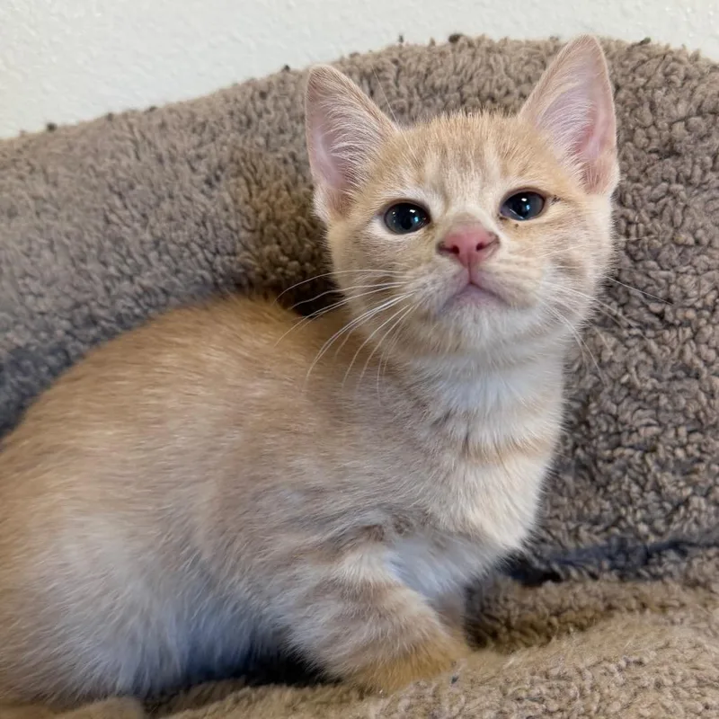 A baby small-sized female Domestic Short Hair cat named Wednesday for adoption in Cody, WY
