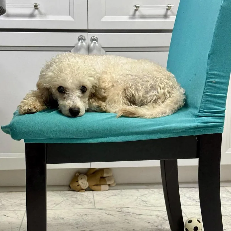 An adult small-sized female Poodle dog named Nancy for adoption in Hillsborough , NC