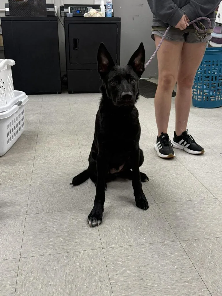 A baby medium-sized male Shepherd dog named Rigsby for adoption in Sorrento, LA