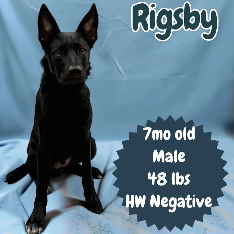 Rigsby thumbnail 2