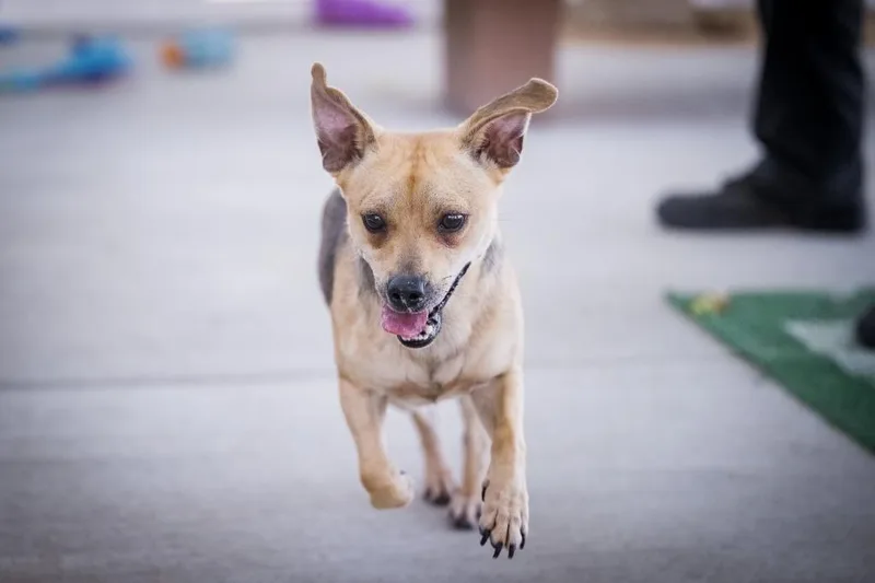 A young small-sized male Chihuahua dog named Snappy for adoption in Twentynine Palms, CA