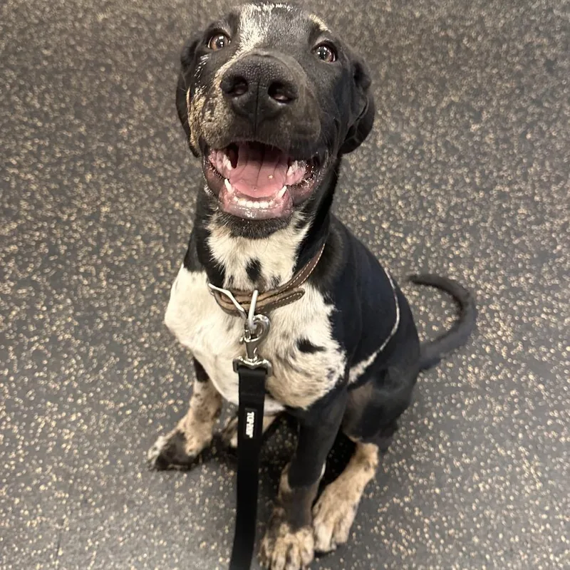 A baby medium-sized male Black Catahoula Leopard Dog dog named Charlie for adoption in Henderson, KY