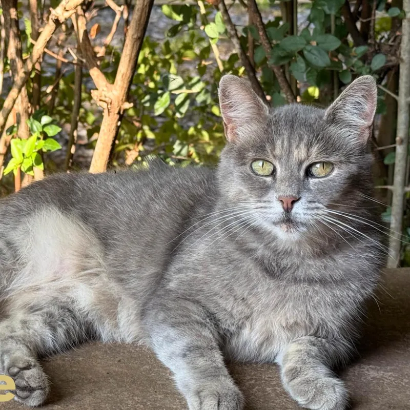 An adult small-sized female Tortoiseshell Domestic Short Hair cat named Needle for adoption in Lynchburg, VA