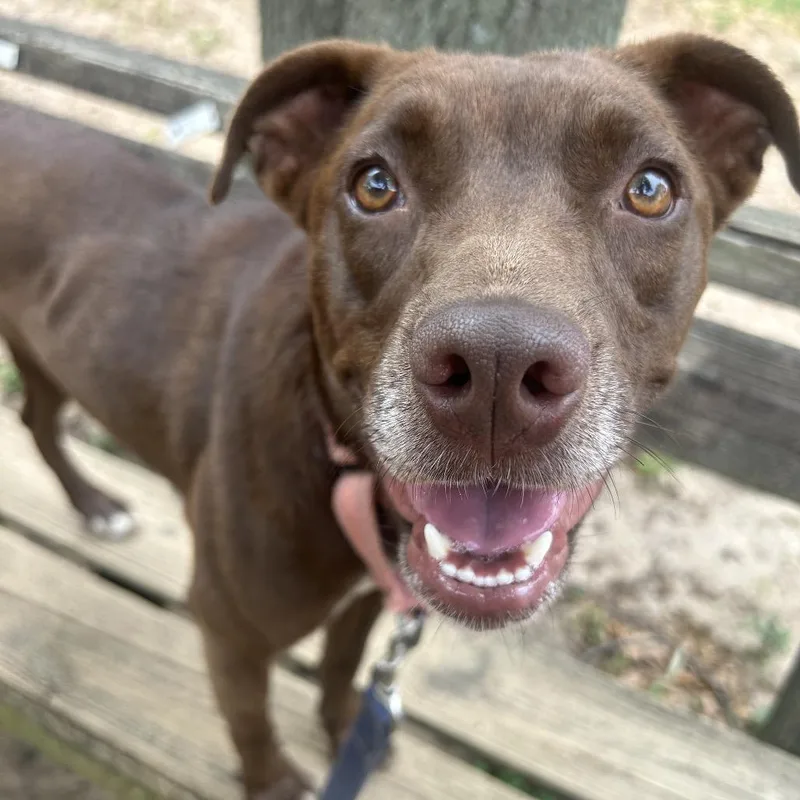 An adult medium-sized female Brown / Chocolate Mixed Breed dog named Duckie for adoption in Pensacola, FL