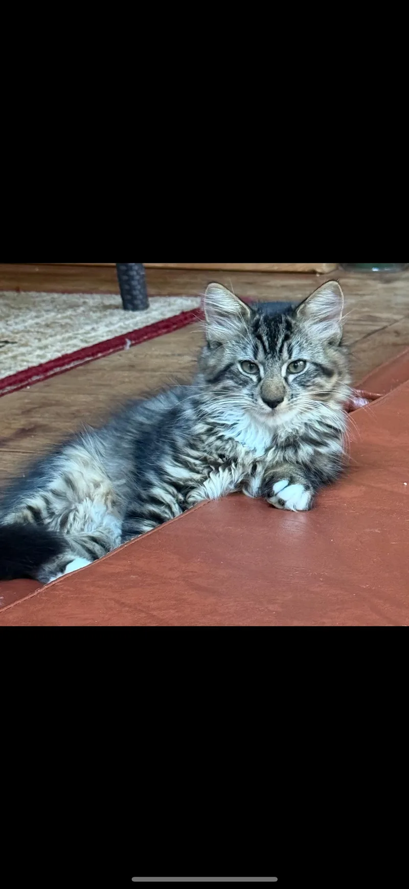 A baby small-sized male Domestic Long Hair cat named Rupert for adoption in Syosset, NY