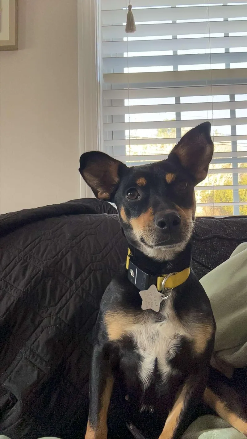 Momma Shyla Shortcake  thumbnail 2