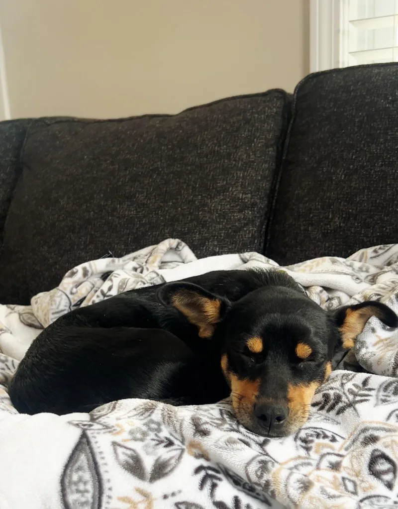 Momma Shyla Shortcake  thumbnail 3