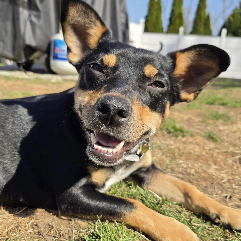 A young small-sized female Black Terrier dog named Momma Shyla Shortcake for adoption in Andover, MA