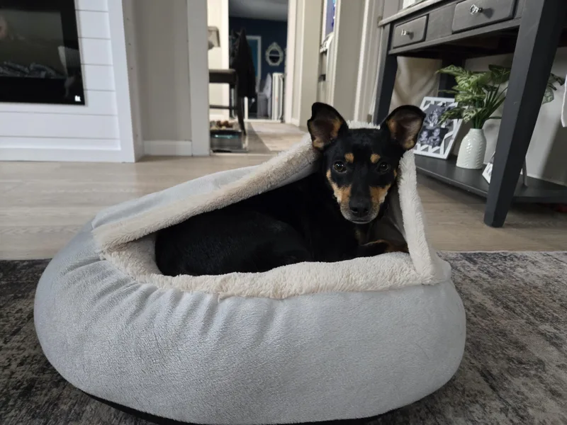 Momma Shyla Shortcake  thumbnail 5