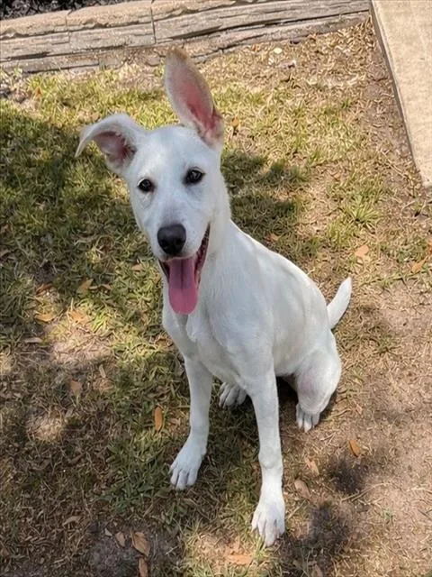 A baby small-sized female German Shepherd Dog dog named Crystal for adoption in Conroe, TX