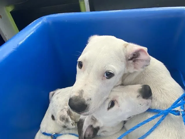A baby large-sized female Mixed Breed dog named Lily for adoption in Dallas, TX