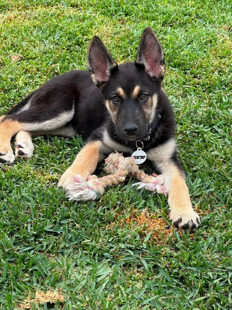 A baby small-sized female Black German Shepherd Dog dog named Jade for adoption in Los Angeles, CA