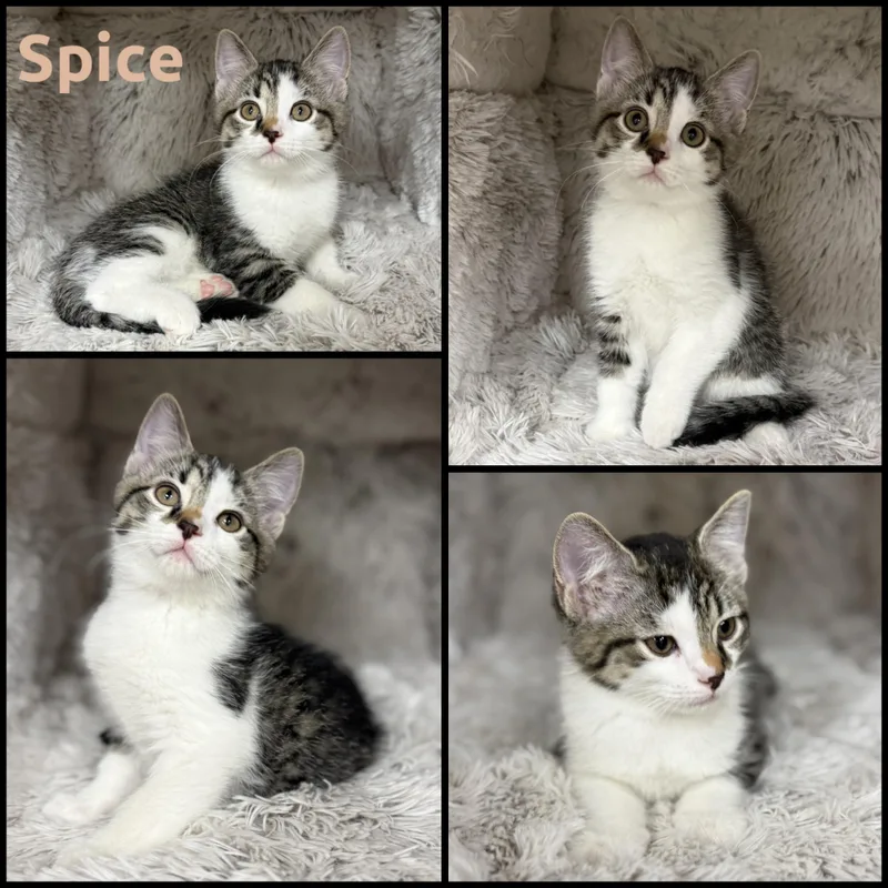 A baby small-sized male Tabby (Gray / Blue / Silver) Domestic Short Hair cat named Spice for adoption in Louisville, KY