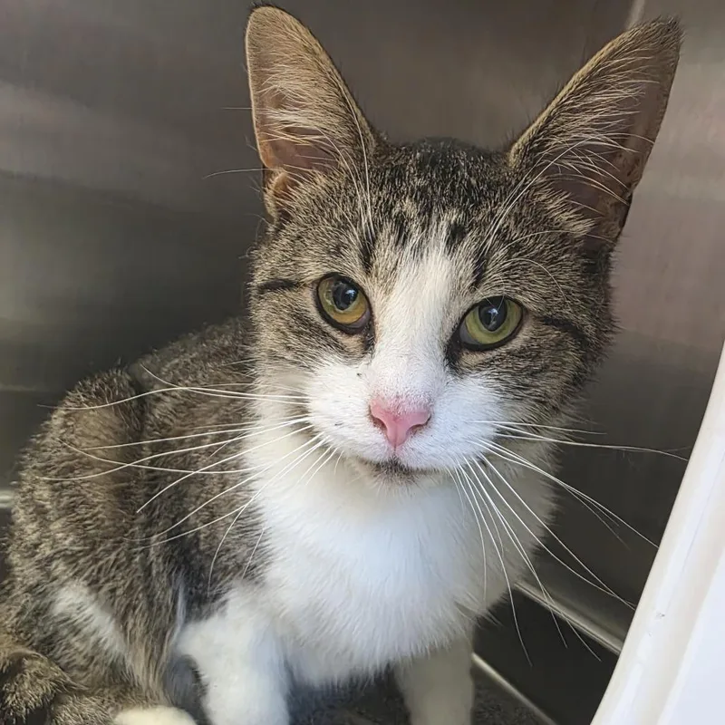 A young medium-sized male Brown / Chocolate Domestic Short Hair cat named Sergeant Salami for adoption in Fort Wayne, IN