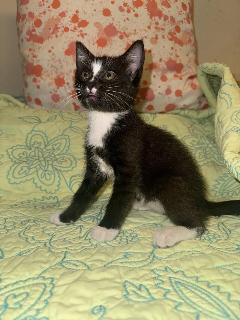 A baby small-sized female Tuxedo cat named Sarah for adoption in Houston, TX
