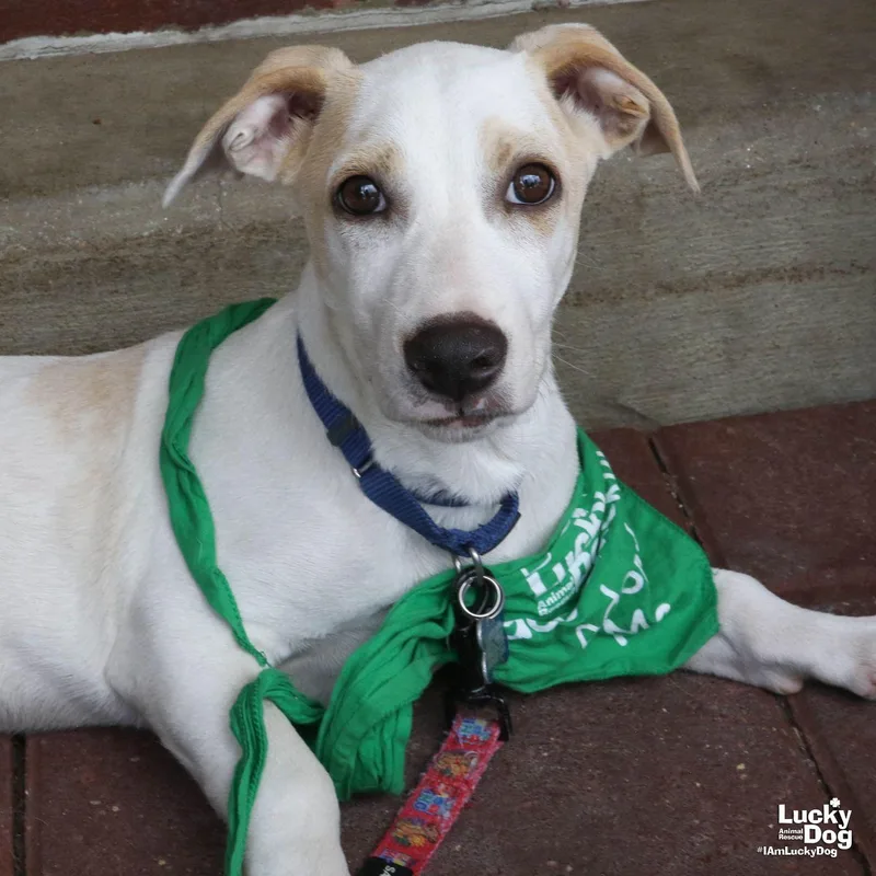 A baby medium-sized male Labrador Retriever dog named Mr. Huckleberry for adoption in Washington, DC