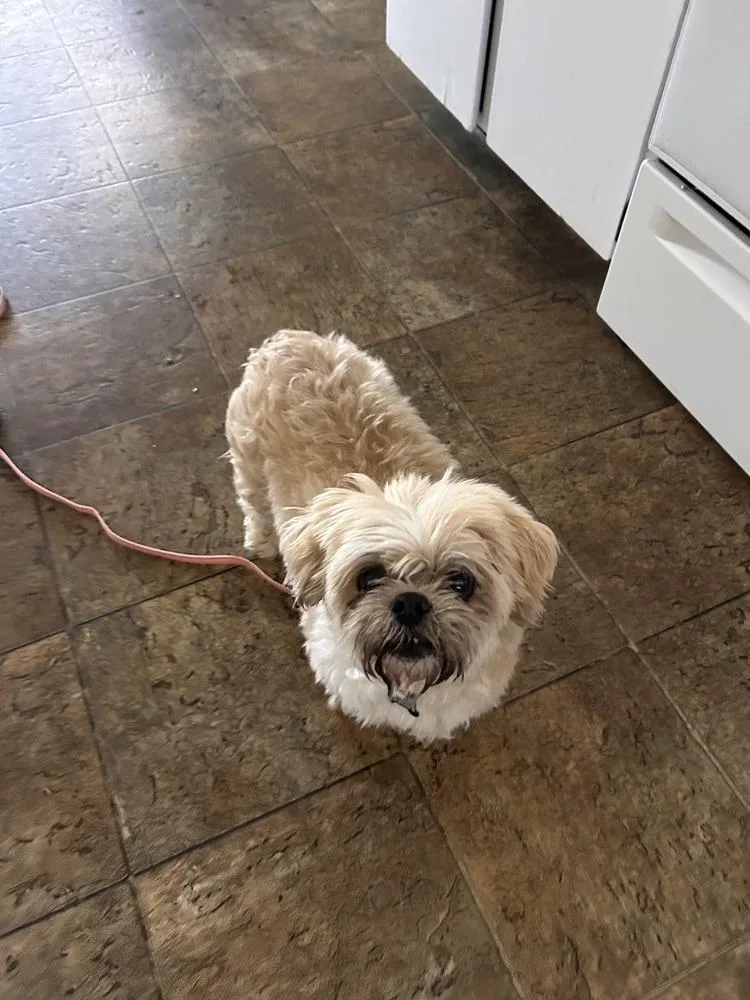 A senior small-sized female White / Cream Lhasa Apso dog named Precious for adoption in Rathdrum, ID