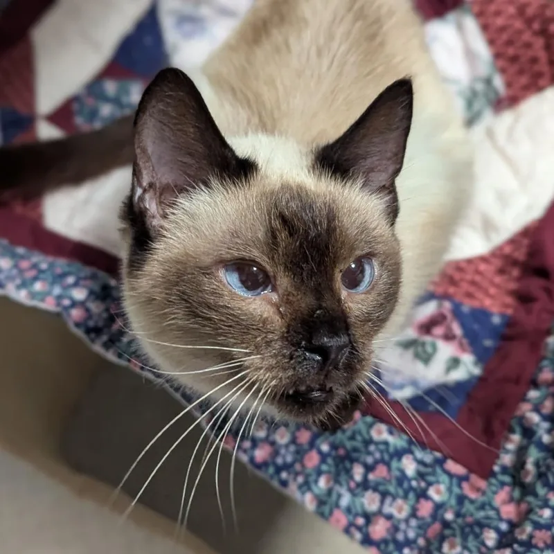 An adult small-sized female Seal Point Siamese cat named Chatty Cathy for adoption in Ocala, FL