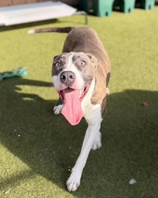 A young large-sized male Great Dane dog named Sampson for adoption in Canton, GA