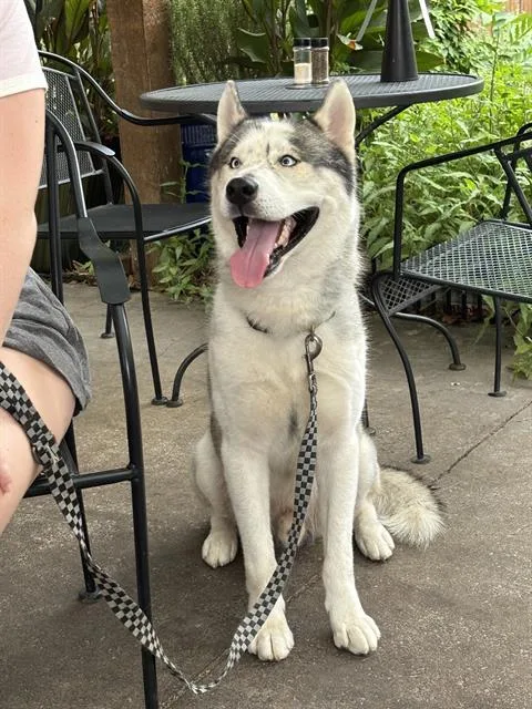 An adult large-sized male Mixed Breed dog named Kevin for adoption in Dallas, TX