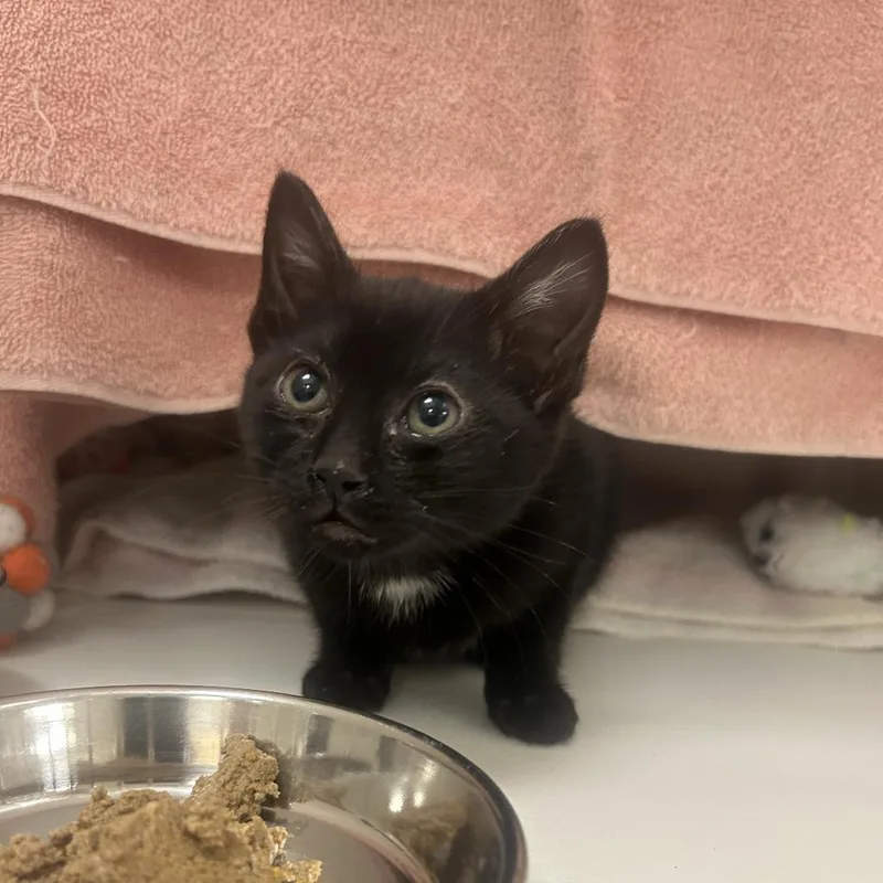 A baby small-sized female Black Domestic Short Hair cat named Lavender for adoption in Tacoma, WA