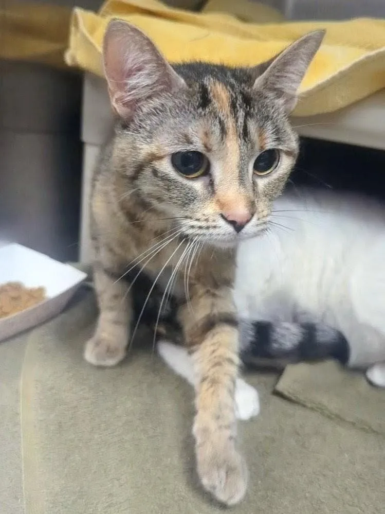 A young medium-sized female Torbie Domestic Short Hair cat named Kelli for adoption in Springfield, IL