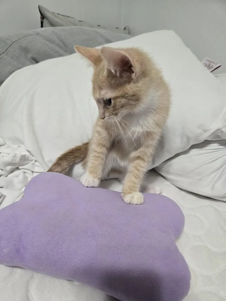 A baby small-sized male Domestic Short Hair cat named Bearlioz Basilwether for adoption in Chicago, IL