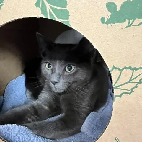 A baby small-sized male Gray / Blue / Silver Domestic Short Hair cat named Gray Ball for adoption in Baltimore, MD