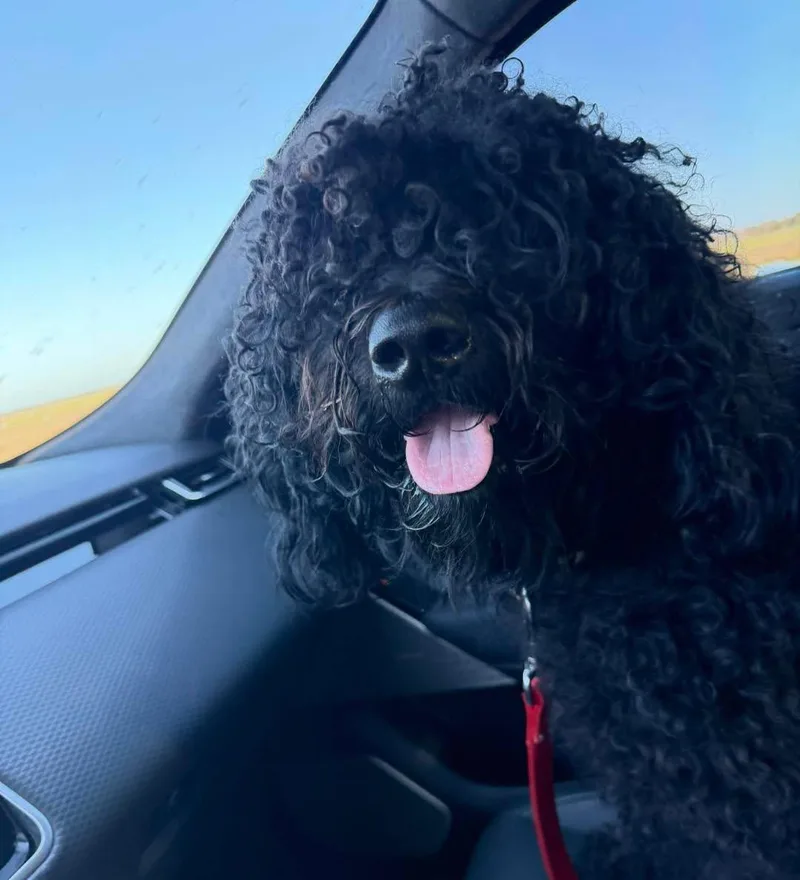 A young medium-sized male Standard Poodle dog named Cash for adoption in Grand Bay, AL