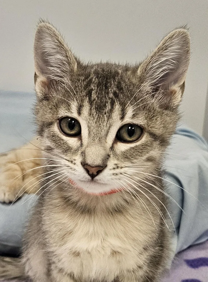 A young small-sized female Blue Cream Domestic Short Hair cat named Mulan for adoption in Washburn, WI