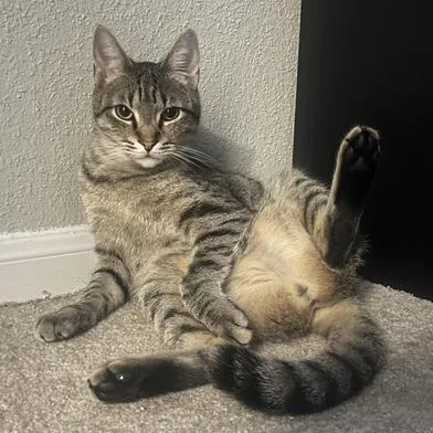 A baby medium-sized male Tabby (Buff / Tan / Fawn) Tabby cat named Cupcake for adoption in Liverpool, TX