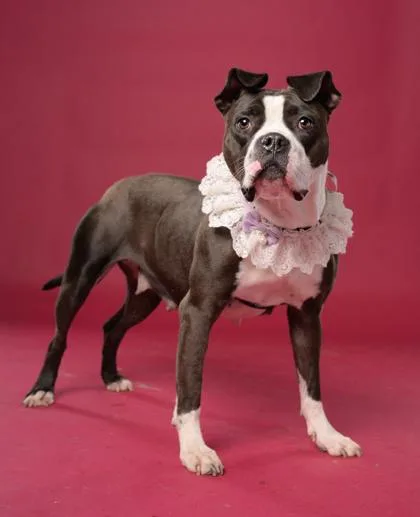 An adult medium-sized female Pit Bull Terrier dog named Maepole for adoption in Atlanta, GA