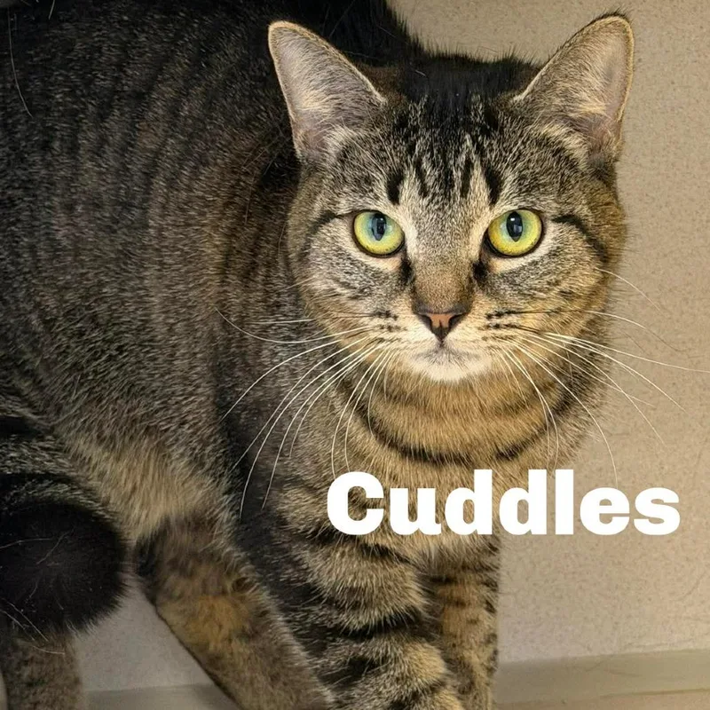 Cuddles
