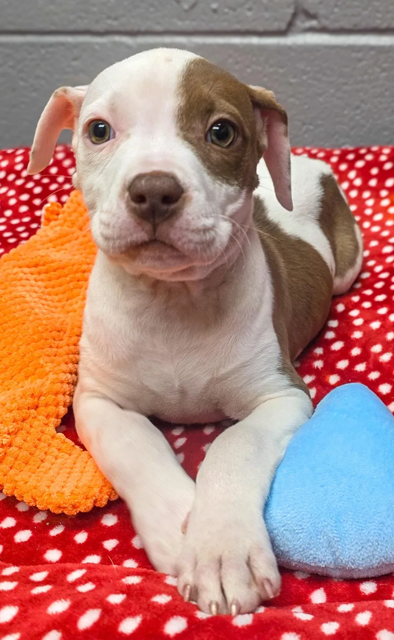 A baby small-sized female White / Cream Pit Bull Terrier dog named Fawn for adoption in Gainesville, TX