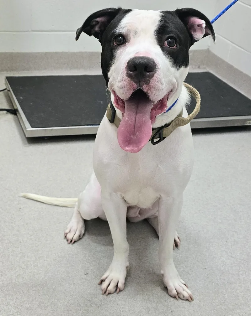 An adult large-sized female Black Pit Bull Terrier dog named 26-257 for adoption in Amityville, NY