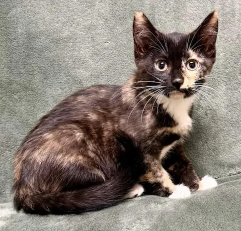 A young medium-sized male Tortoiseshell Domestic Short Hair cat named Cady for adoption in Miller Beach, IN