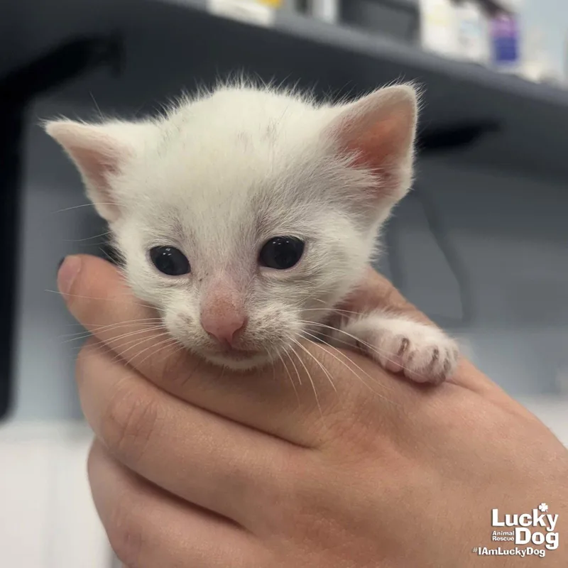 A baby medium-sized female White Domestic Short Hair cat named Hydrangea for adoption in Washington, DC