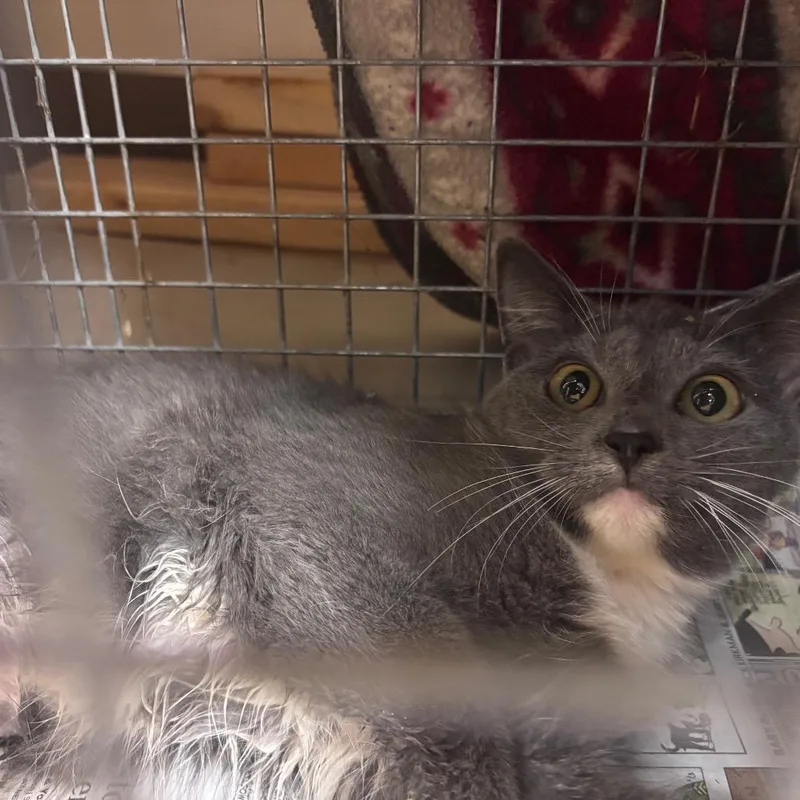 A baby medium-sized female Gray / Blue / Silver Domestic Short Hair cat named Feral Farrah for adoption in Norman, OK
