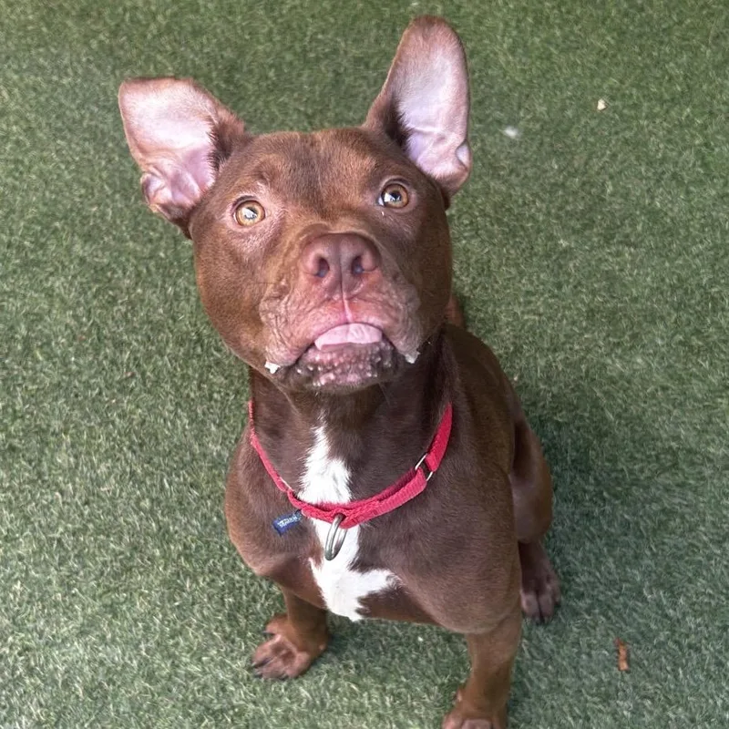 A young medium-sized male Brown / Chocolate Mixed Breed dog named Plot Twist for adoption in Asheville, NC