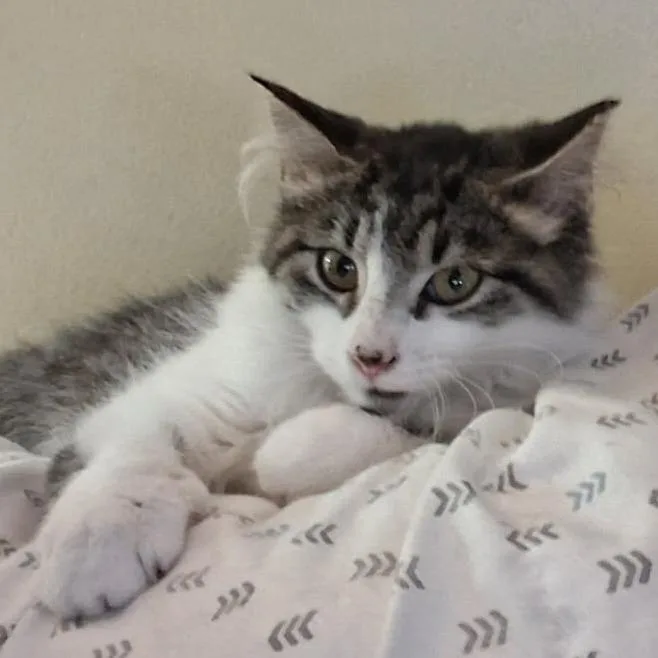 A baby small-sized female Gray / Blue / Silver Domestic Medium Hair cat named Courtesy Listing  Miss for adoption in Tuscaloosa, AL